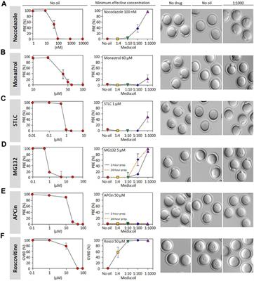 Oocyte and embryo culture under oil profoundly alters effective concentrations of small molecule inhibitors